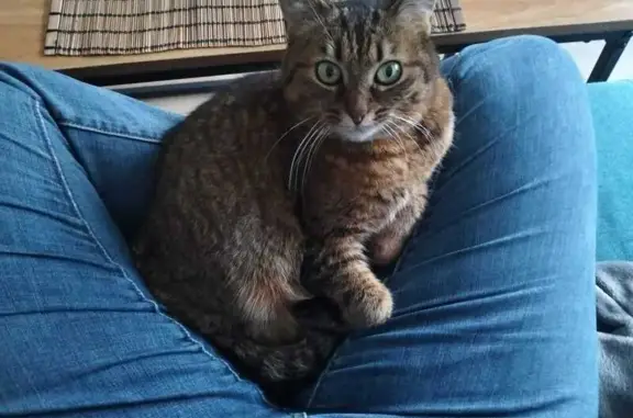 Chatte marron perdue à L'Île-d'Olonne - photo