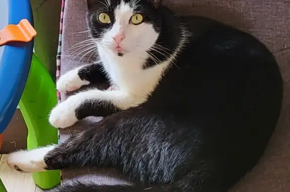 Animaux perdus , photo: Chat noir et blanc perdu à Maresches