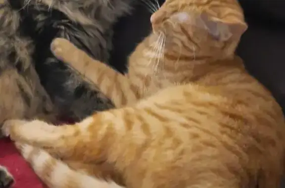 Chatte rousse 4 ans perdue à Mutzig - photo