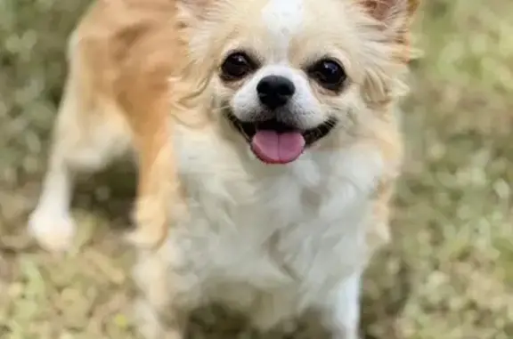 Lost: Small Fawn Dog in Founders Village