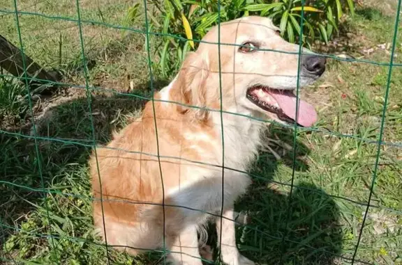 Chien trouvé , photo: Chienne trouvée à Bascons, Testelade