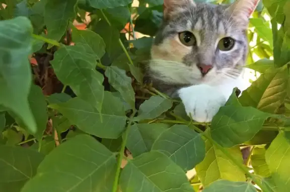 Chat perdu, , photo: Chatte perdue à Bascons, chemin Testelade