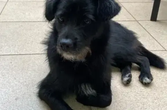 cachorro encontrada
