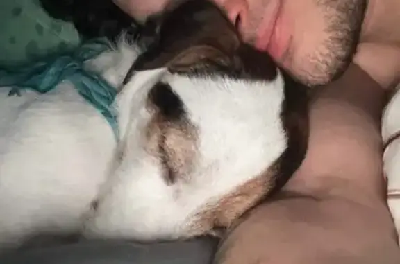 Lost: Friendly White Dog on N 13th St