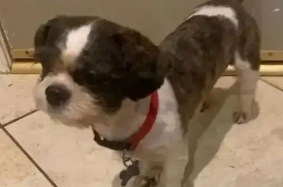 Help Find Lost Shih Tzu in Cary!