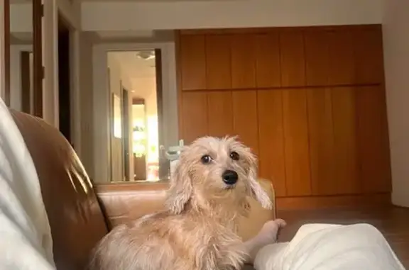 Lost Blond Mini Dachshund in Lakeville