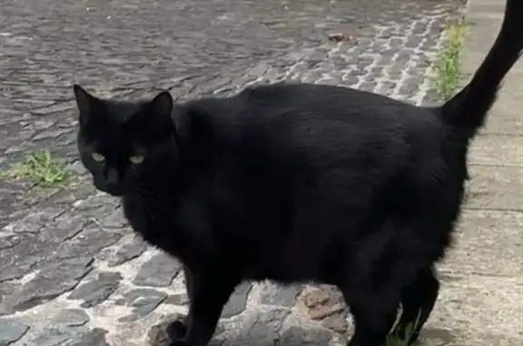 Gatos perdidos, Santiago de Compostela, foto: Se busca: Gata negra mansa en Rúa de Amio