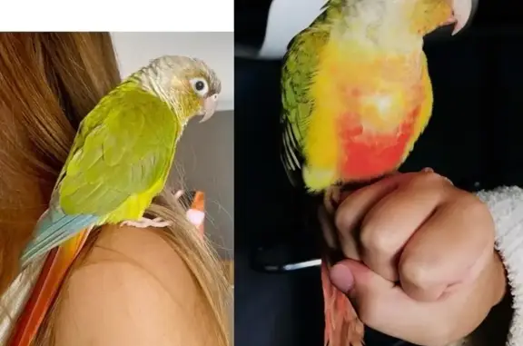 Lost Pineapple Conure in Tarneit!