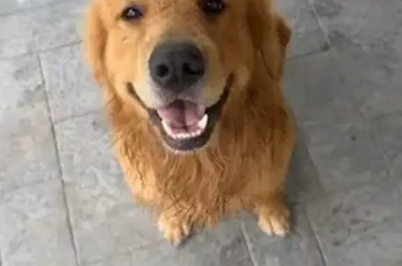Lost Golden Retriever: East San Juan