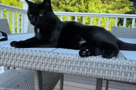 Lost Cat: Black with White Tufts, Danvers