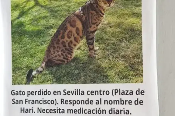 Gato Perdido en Sevilla: Necesita Medicación