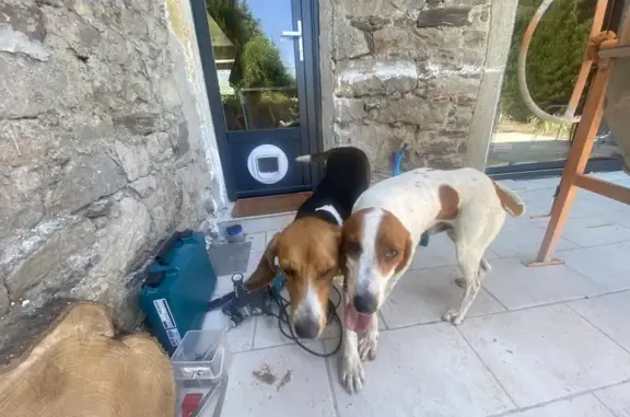 Chien trouvé , photo: Chiens égarés à Doizieux sans collier