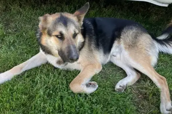 Chien noir et beige perdu à Fréjus - photo