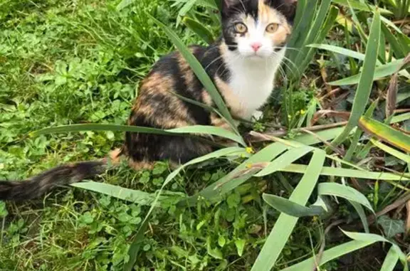 Animaux perdus Aubière, photo: Chat perdue Zita, écaille, Rue Pasteur 77
