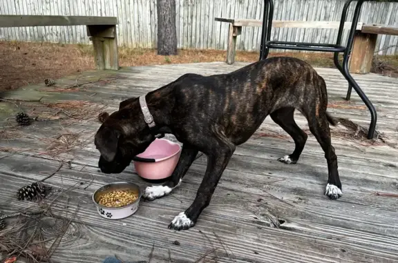 Found dog Conway, photo: Found Brindle Dog on Salem Rd, Conway