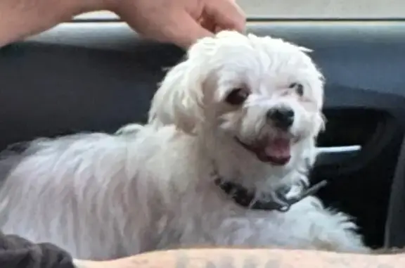 Lost pets , photo: Lost Dog Alert: Garfield, NJ