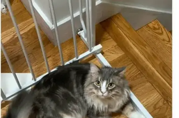 Lost pets Lowell, photo: Lost Cat Alert: Skittish on Boylston St