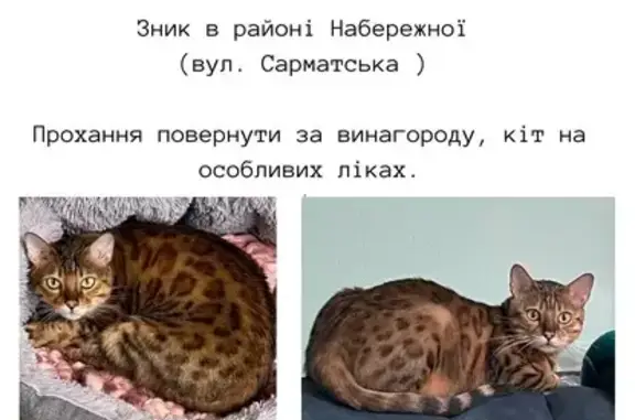 Зникла кішка з ліками, Запоріжжя