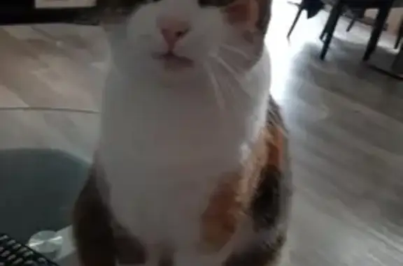 Chat perdu, Beaumont-le-Roger, photo: Chat perdu, tatoué, Impasse des Vieilles