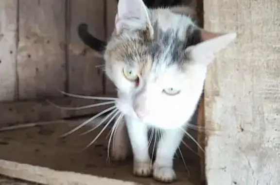 Animaux trouvés Saint-Nicolas-d'Aliermont, photo: Chatte écaille trouvée à Saint-Nicolas