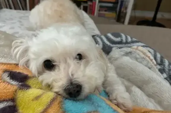Lost: Small White Maltipoo - Harper St