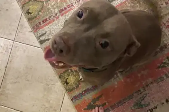 Sweet Grey Dog Found in Savannah, GA