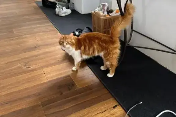 Animaux perdus Lempdes, photo: Chat roux et blanc perdu à Lempdes