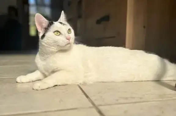 Chat perdu, blanc à tâches noires, Villechétive - photo