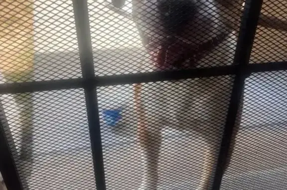 Found dog , photo: Friendly Found Dog Needs Loving Home