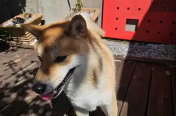 Chien trouvé Trégastel, photo: Jeune Shiba trouvé Route de Golgon