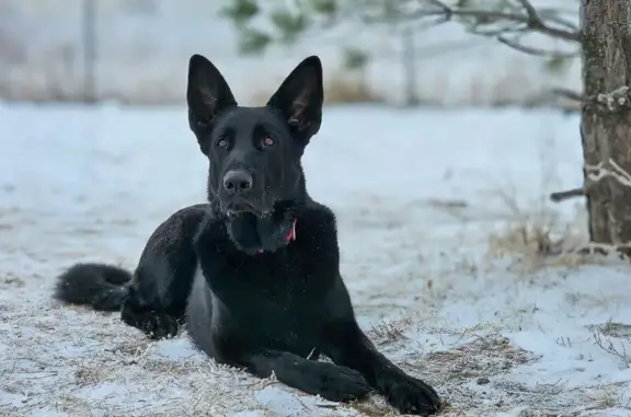 Lost Black German Shepherd in Show Low