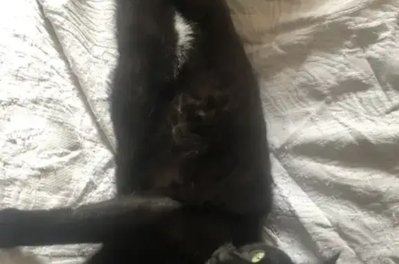 Chatte noire perdue, 8 ans, yeux jaunes - photo