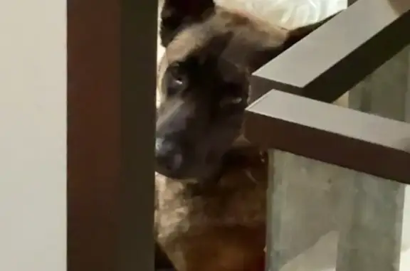 Chien trouvé Vallauris, photo: Chien mâle Malinois trouvé à Vallauris