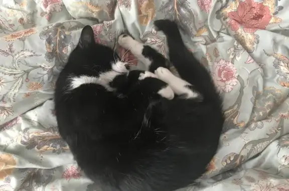 Animaux trouvés Sarrebourg, photo: Chat sociable trouvé à Sarrebourg