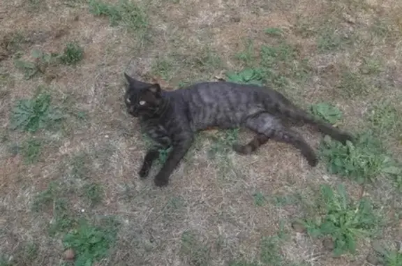 Animaux trouvés , photo: Chat apprivoisé trouvé à Marthod