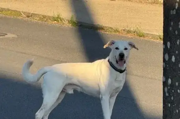 Animaux trouvés , photo: Chien trouvé Rue de la Résistance, Machecoul