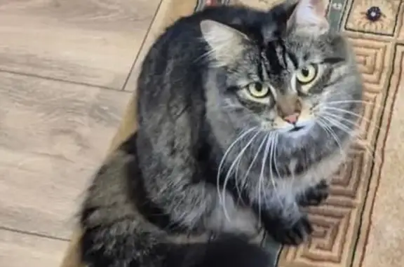Chat perdu, tigré foncé, Vertou - photo