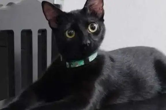 Gato Negro Perdido en La Troje, Cancún