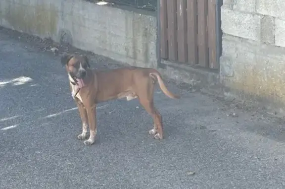 Chien marron et blanc trouvé à Saint-Barthélemy - photo