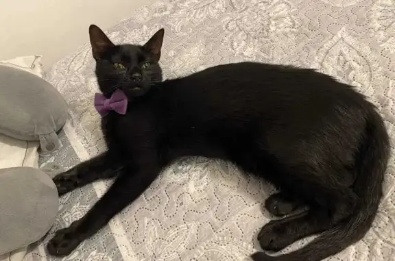 Gatos perdidos, Sabadell, foto: Gata Negra Perdida en Sabadell: Moño Morado