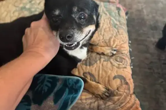 Lost and found pets Robstown, photo: Found Dog on East Riverview St, Robstown