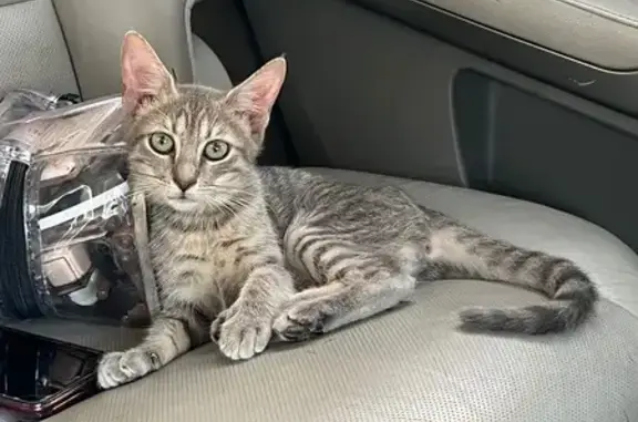 Gato encontrado Guadalupe, foto: Gato Gris Atigrado Herido en Guadalupe