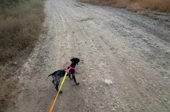 ¡Ayúdanos a encontrar a Lía, perrita perdida!