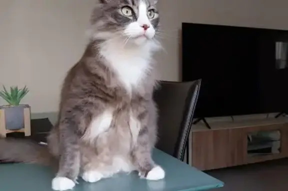 Chat perdu : Severus, gris et blanc, Cognac - photo