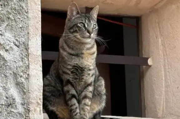 Gatos perdidos, , foto: Gato Perdido: Tigre Común en Sa Planera
