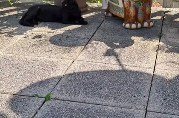 Jeune chat noir trouvé Rue des Charrières - photo