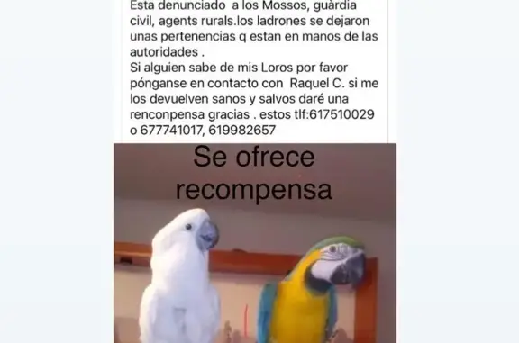 Ave Perdida en Tortosa: ¡Ayúda...