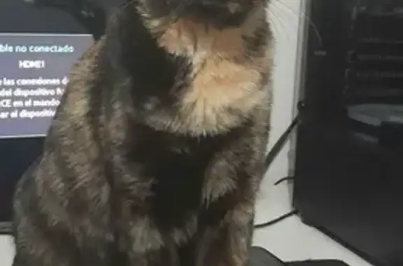 ¡Ayuda a encontrar a Michi, gata única!
