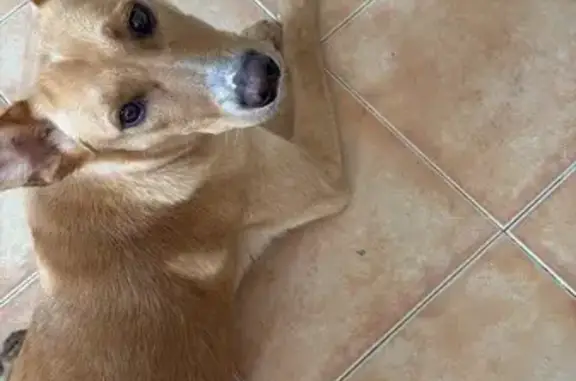 ¡Perro Perdido! Ron: Podenco Marrón Claro