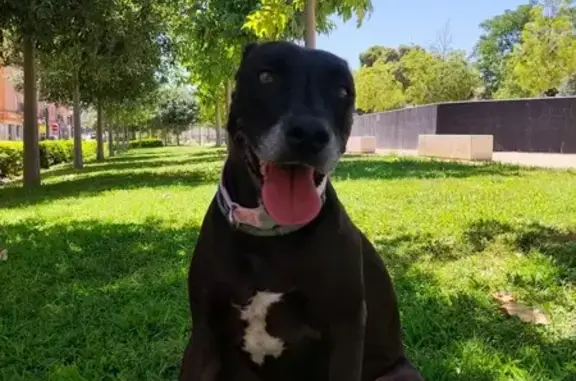 Perro Perdido en Liria: Avisar a Autoridades